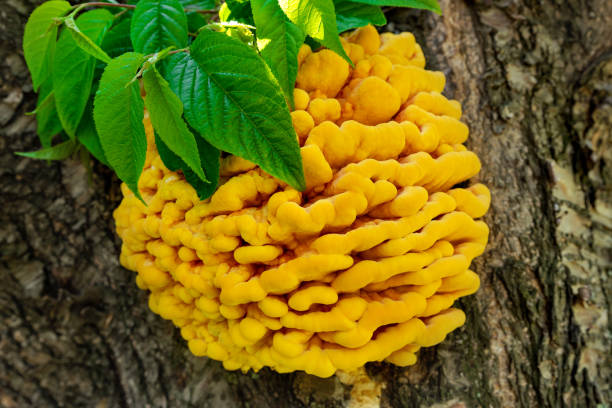 Young sulfur-yellow tinder fungus on a deciduous tree. Edible and useful mushroom. (lat. tinder fungus) Wood-destroying parasite.