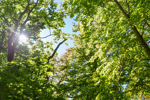 tree leaves seen from below in the middle of the forest in a natural park, tree branches seen from below