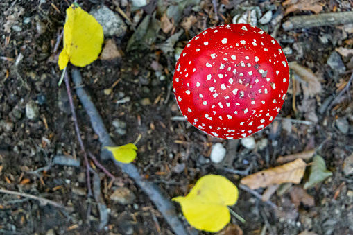 Photography of mushroom in the forest, poisonous mushroom in autumn in a forest of Catalonia, in Spain, in a Natural Park