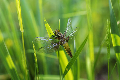 Orthetrum - a newly hatched dragonfly sitting on a blade of grass drying its wings.