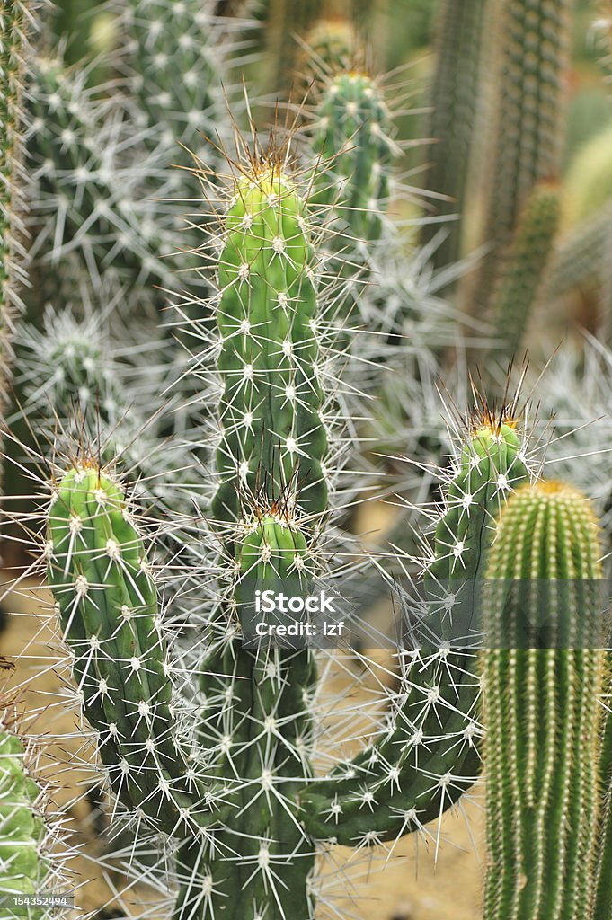 Pianta di cactus - Foto stock royalty-free di Botanica