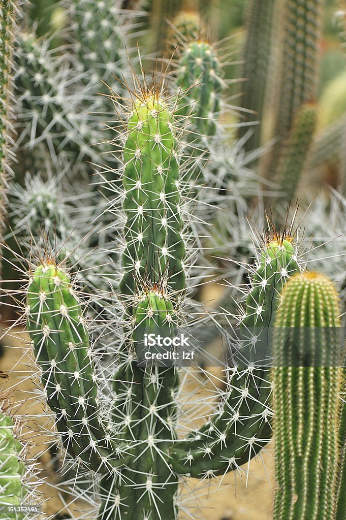 cactus de planta - Foto de stock de Botânica - Assunto royalty-free