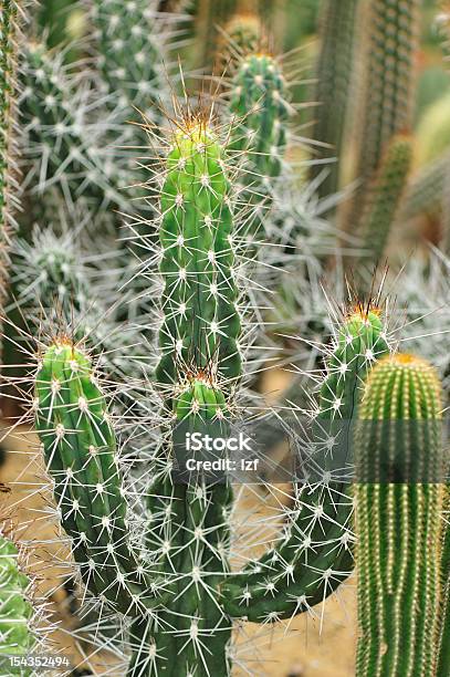 Foto de Cactus De Planta e mais fotos de stock de Botânica - Assunto - Botânica - Assunto, Cacto, Cacto Nopal
