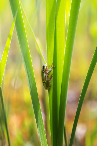 istock Hyla arborea - green tree frog sitting on a green reed leaf with a beautiful background 1543528932