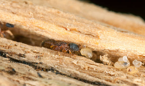 istock Fire ants (Myrmicinae) rescue of larva 154352990