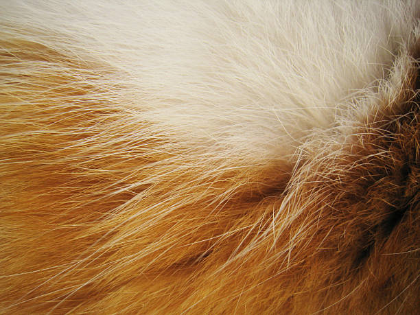istock cat fur, detail, background 154353193