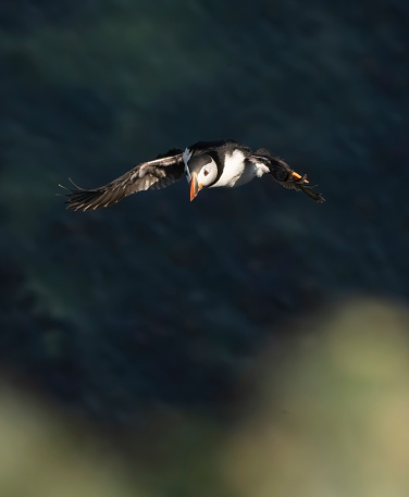 Puffin flying beside Bempton Cliffs Nature Reserve, Flamborough Head, Yorkshire, England, UK.