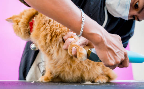 грумер стрижет красивую рыжую кошку в груминг-салоне. - 13280 стоковые фото и изображения