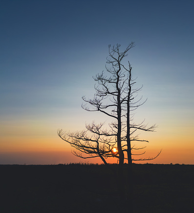 Elevated view of a pine tree burned in a wildfire backlit by sunset.