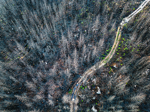 Aerial view of a narrow trail through forest one month after a devastating forest fire.