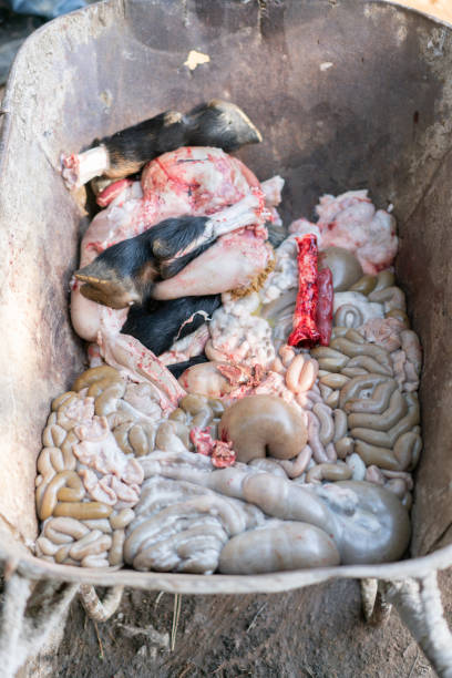die inneren organe der schafe, die für eid-al-adha geopfert werden, sind innereien - dead animal butcher meat sheep stock-fotos und bilder