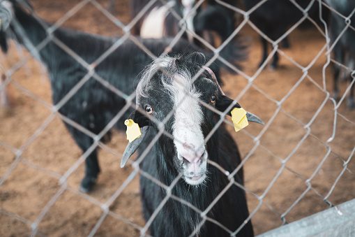 Two goats behind a fence trying to reach the apple and carrot