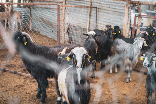 Shot of a flock of baby goats in a dairy farm.