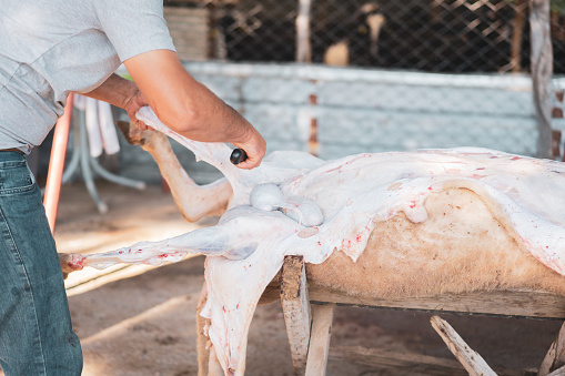 Muslim activity during Eid Adha festival , close up hands cutting the meat of a lamb after being slaughtered