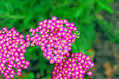 Yarrow flowers of ordinary pink color on a green background