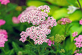 Yarrow flowers of ordinary light pink color on a green background