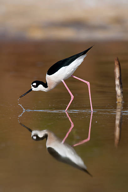 istock Black-necked Stilt with Water Drops 154354497