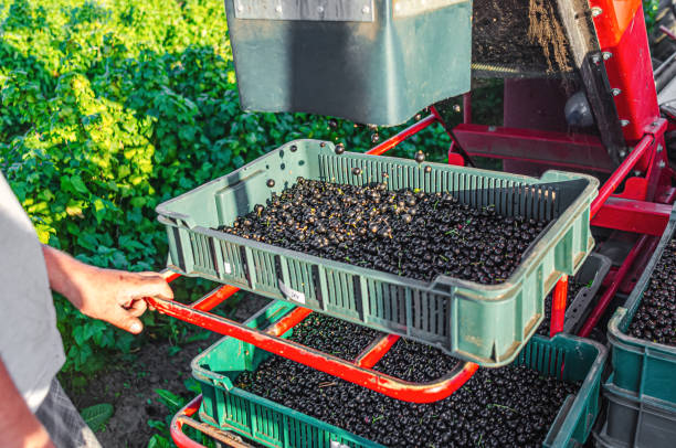 istock Black currant is poured into the combine drawer. Harvesting berries in summer 1543544993