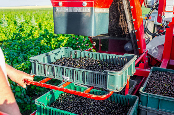 istock Black currant is poured into the combine drawer. Harvesting berries in summer 1543545061
