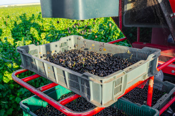 istock Harvesting black currant using a harvester. Berries are poured into a plastic box 1543545300