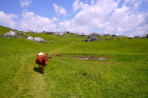 Cow on the Velika planina, Big Pasture Plateau in Slovenia, Europe, with lot of cottages, stable for cows, big group of tourists, with mountains and blue cloudy sky in background.