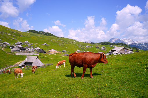 Velika planina, Big Pasture Plateau in Slovenia, Europe, with lot of cottages, cows, stable for cows, big group of tourists, mountains with snow and blue cloudy sky in background.