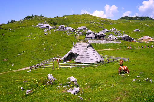 Velika planina, Big Pasture Plateau in Slovenia, Europe, with lot of cottages, cows, stable for cows, big group of tourists, with mountains and blue cloudy sky in background.