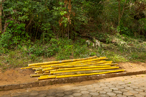 Heap of imperial bamboo logs or Bambusa vulgaris vittata, resulting from illegal deforestation, in an area close to the Pomba River, in the city of Guarani, state of Minas Gerais