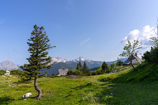 Velika planina, Big Pasture Plateau in Slovenia, Europe, with lot of cottages, stable for cows, flowers and mountains with blue sky in background.