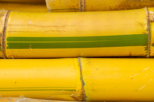 Detail of Imperial Bamboo logs or Bambusa vulgaris vittata, illegally cut on the banks of the Pomba River, in the city of Guarani, state of Minas Gerais