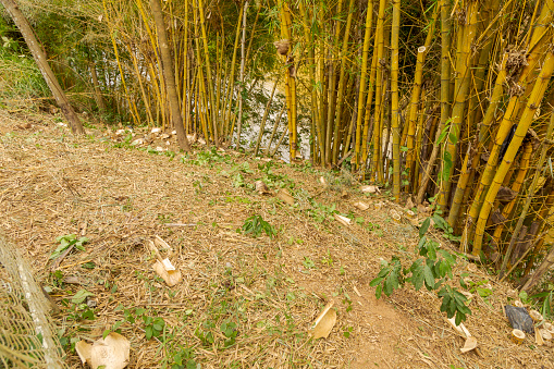 Original area of ​​planting of imperial bamboo or Bambusa vulgaris vittata, illegally deforested, on the banks of the Pomba River, in the city of Guarani, state of Minas Gerais