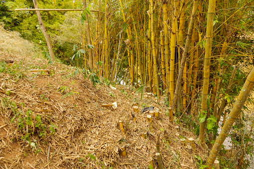 Original area of ​​planting of imperial bamboo or Bambusa vulgaris vittata, illegally deforested, on the banks of the Pomba River, in the city of Guarani, state of Minas Gerais