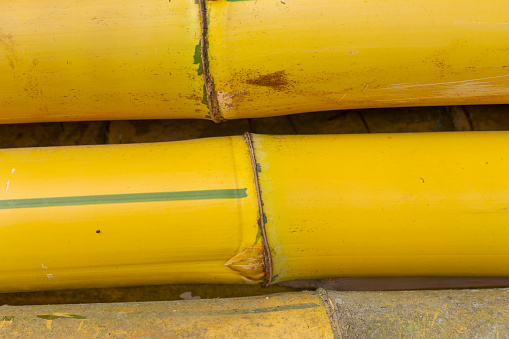 Detail of Imperial Bamboo logs or Bambusa vulgaris vittata, illegally cut on the banks of the Pomba River, in the city of Guarani, state of Minas Gerais