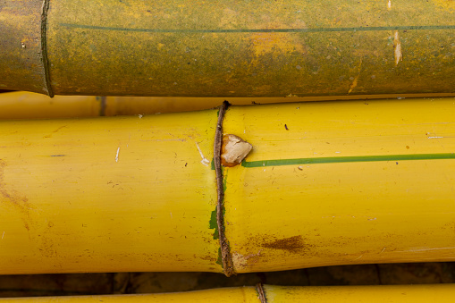 Detail of Imperial Bamboo logs or Bambusa vulgaris vittata, illegally cut on the banks of the Pomba River, in the city of Guarani, state of Minas Gerais