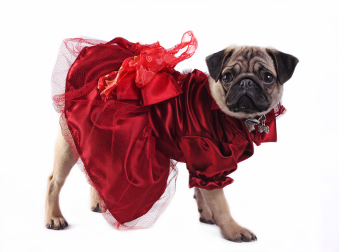 Little mobs puppy osolated on white background in red gown looking at camera
