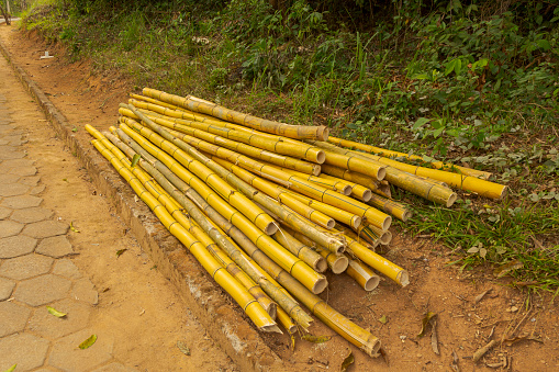 Heap of imperial bamboo logs or Bambusa vulgaris vittata, resulting from illegal deforestation, in an area close to the Pomba River, in the city of Guarani, state of Minas Gerais