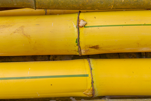 Detail of Imperial Bamboo logs or Bambusa vulgaris vittata, illegally cut on the banks of the Pomba River, in the city of Guarani, state of Minas Gerais