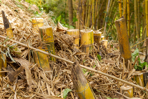 Original area of ​​planting of imperial bamboo or Bambusa vulgaris vittata, illegally deforested, on the banks of the Pomba River, in the city of Guarani, state of Minas Gerais