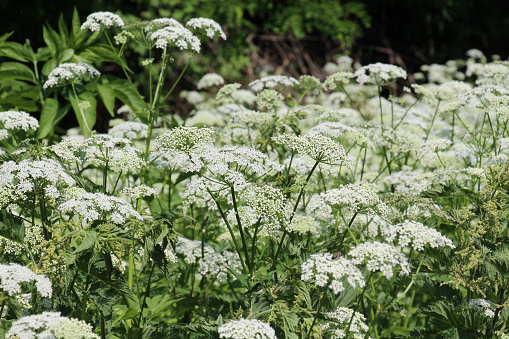 Aegopodium podagraria grows as a weed in the wild