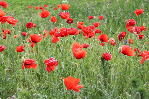 istock Flowering wild poppy (Papaver rhoeas) 1543558326