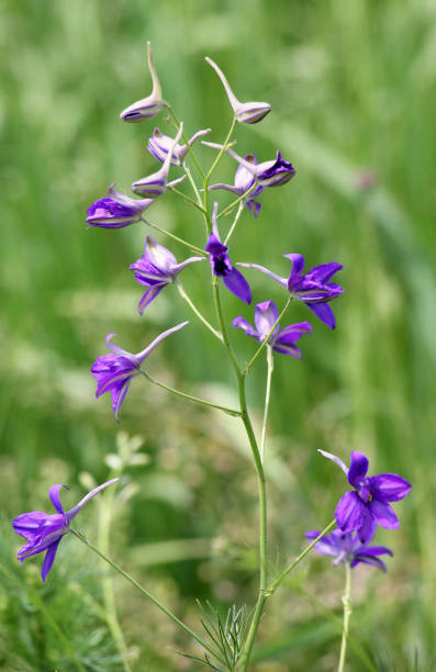 istock Consolida regalis blooms in the field 1543558837