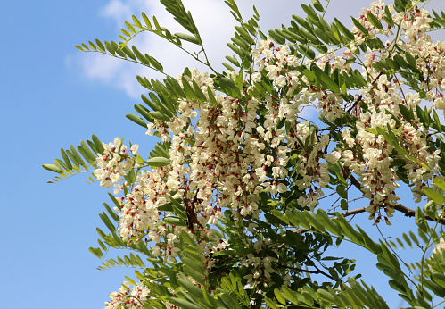 In the spring, white acacia (Robinia pseudoacacia) blossoms in the wild