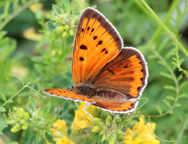 istock Lycaena dispar butterfly on a flower 1543559879