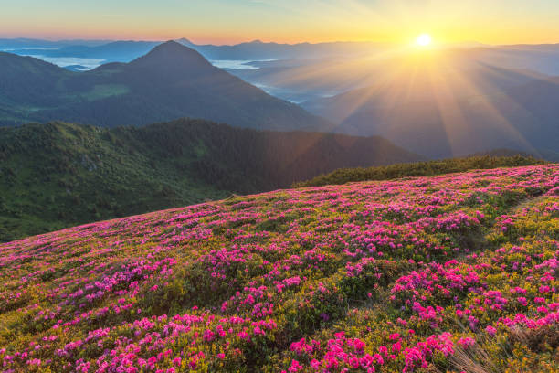 istock Rhododendron flowers covered mountains meadow in summer time. 1543560072