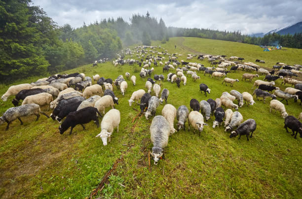 panorama da paisagem com rebanho de ovelhas pastam em verdes pastagens nas montanhas. - new zealand forest landscape mountain - fotografias e filmes do acervo