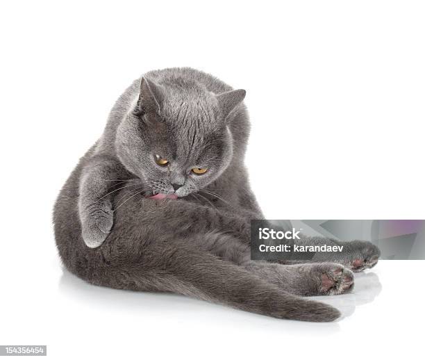 Grey Cat Cleaning Fur Stock Photo - Download Image Now - Cleaning, Domestic Cat, Animal