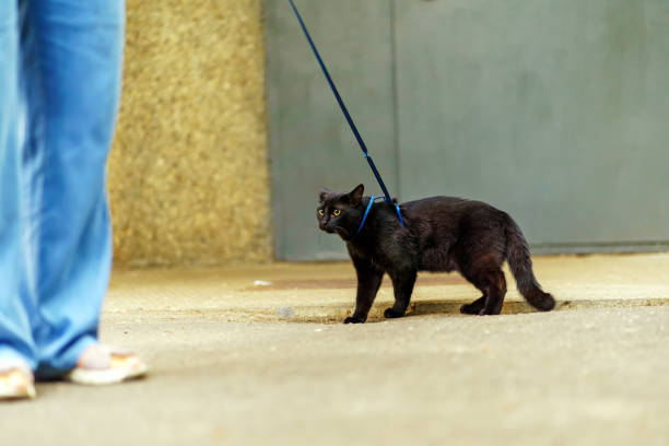 istock A cat on a leash on a walk is afraid of his surroundings 1543565263