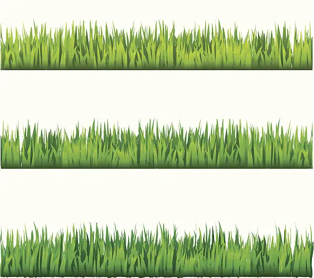 Vector illustration of Green grass franges