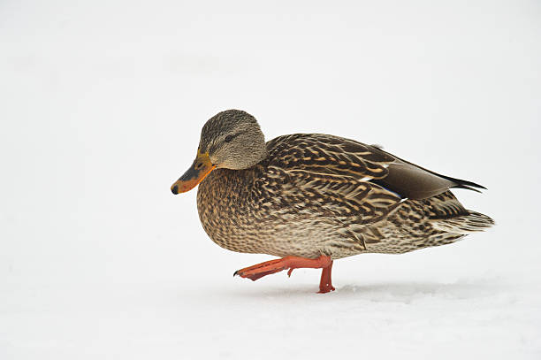 A mallard hen walks through snow