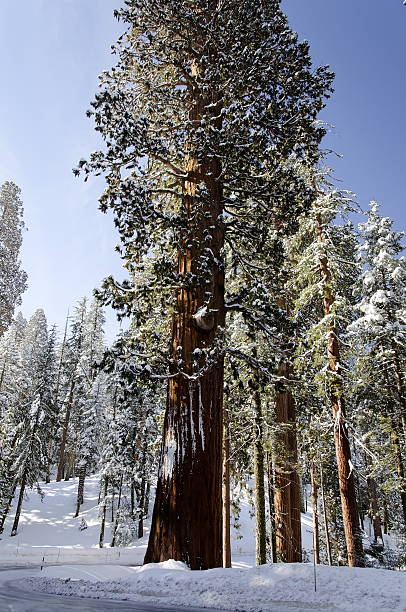 Sequoia National Park stock photo